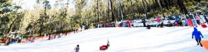Alpha Hotel Canberra Attractions - Corin Forest