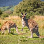 Alpha Hotel Canberra Outlook - Kangaroos