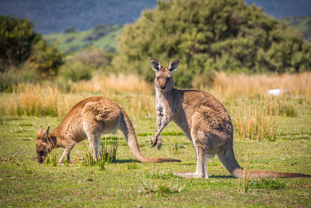 Alpha Hotel Canberra Outlook - Kangaroos